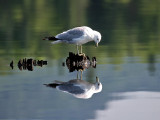 IMG_1620 Ring-billed Gull.jpg