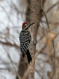 IMG_3744 Ladder-backed Woodpecker male.jpg