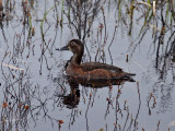 IMG_0321 Ring-necked Duck female.jpg