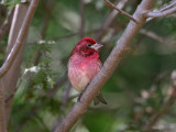 IMG_0230 Purple Finch male.jpg