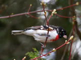 IMG_0150 Rose-breasted Grosbeak.jpg