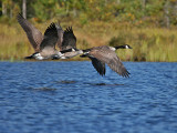 IMG_9417 Canada Geese.jpg