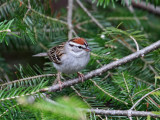 IMG_0366 Chipping Sparrow.jpg