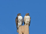 IMG_6770 Two Hawks.jpg