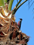 IMG_7218 Lewis's Woodpecker.jpg