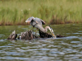 IMG_7761 Great Blue Heron.jpg