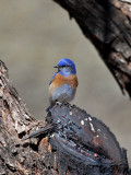 IMG_6641 Western Bluebird.jpg