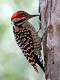 IMG_8567 Ladder-backed Woodpecker male.jpg