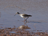 IMG_2421 Greater Yellowlegs.jpg