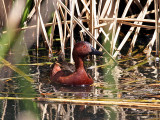 IMG_7288 Cinnamon Teal.jpg