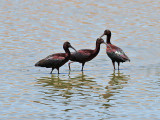 IMG_0285 White-faced Ibis.jpg