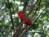 IMG_0412 Summer Tanager.jpg