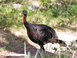 IMG_0086a Wild Turkey.jpg