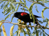 IMG_0298 Red-winged Blackbird.jpg