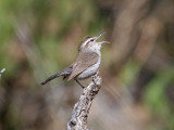 IMG_1434 Bewicks Wren.jpg