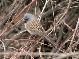 IMG_2060 Black-chinned Sparrow.jpg