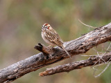 IMG_0303 Lark Sparrow.jpg