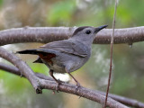 IMG_2907 Gray Catbird.jpg