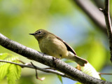 IMG_3233 Black-throated Blue Warbler.jpg