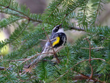 IMG_2835 Yellow-rumped Warbler.jpg