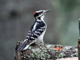 IMG_3408 Hairy Woodpecker male.jpg