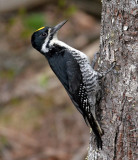 IMG_2525 Black-backed Woodpecker.jpg