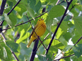 IMG_3963 Yellow Warbler.jpg