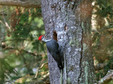 IMG_0290 Pileated Woodpecker.jpg