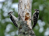 IMG_6536 Hairy Woodpeckers.jpg