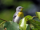 IMG_6450 Northern Parula.jpg