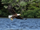 IMG_6783 Bald Eagle.jpg