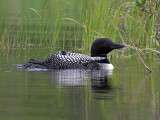 IMG_5663 Loon with chick.jpg