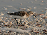 IMG_6451 Sanderling.jpg