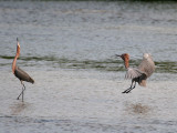 IMG_6176 Reddish Egrets.jpg