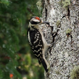 IMG_7239 Hairy Woodpecker - immature.jpg