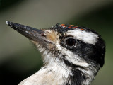 IMG_9006 Hairy Woodpecker -  juvenile.jpg