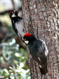 IMG_6878 Acorn Woodpecker male.jpg