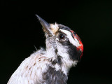 IMG_9596 Downy Woodpecker male.jpg