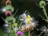 IMG_0242 American Goldfinch.jpg