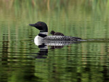 IMG_6252 Loon with chick.jpg
