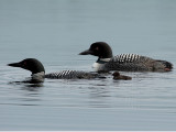 IMG_6360b Loons.jpg