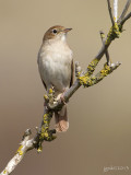 Nachtegaal/Common nightingale