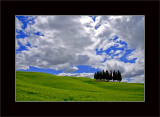 cypresses of San Quirico dOrcia