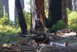 A Bear heading our way at Sequoia National Park