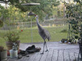 Sand Hill Crane