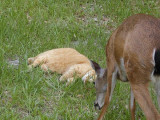 deer about to get slaped