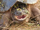 One mad turtle