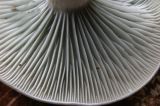 Mushroom Gill