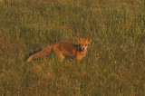  Fox - Rv - Vulpes vulpes