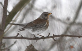 Fieldfare - Sjagger - Turdus pilaris